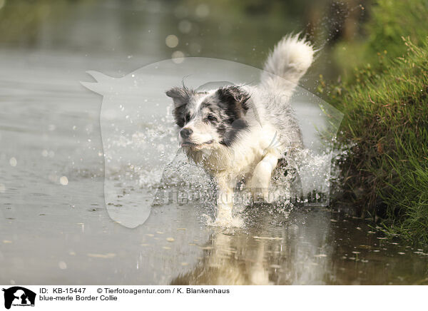 blue-merle Border Collie / blue-merle Border Collie / KB-15447