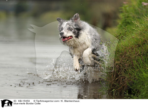 blue-merle Border Collie / blue-merle Border Collie / KB-15450