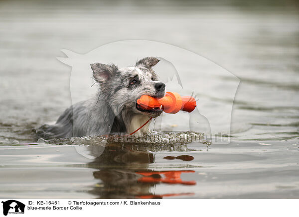 blue-merle Border Collie / blue-merle Border Collie / KB-15451