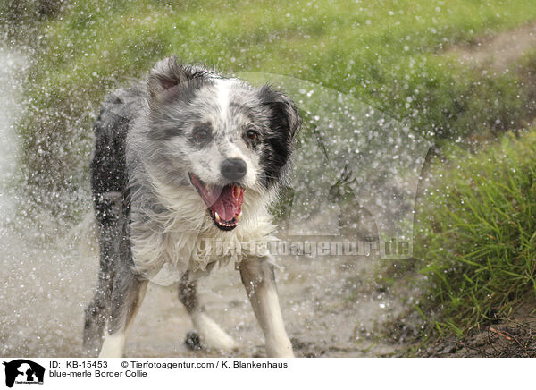 blue-merle Border Collie / blue-merle Border Collie / KB-15453