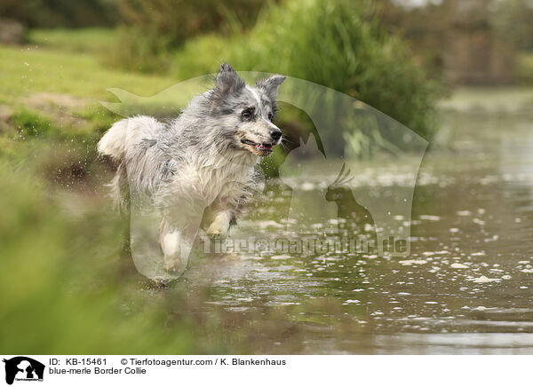 blue-merle Border Collie / blue-merle Border Collie / KB-15461