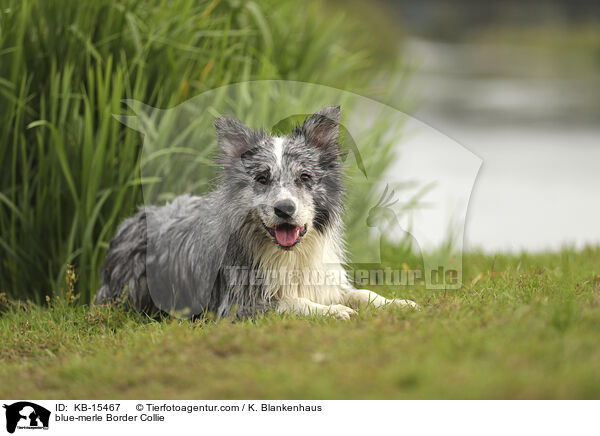 blue-merle Border Collie / blue-merle Border Collie / KB-15467