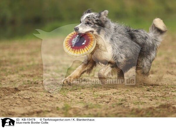 blue-merle Border Collie / blue-merle Border Collie / KB-15478