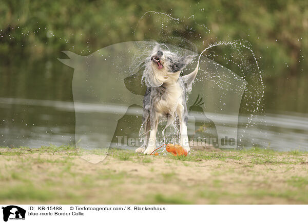 blue-merle Border Collie / blue-merle Border Collie / KB-15488