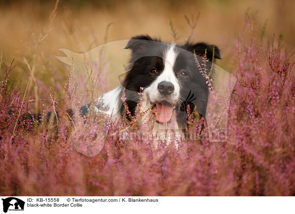 schwarz-weier Border Collie / black-white Border Collie / KB-15558