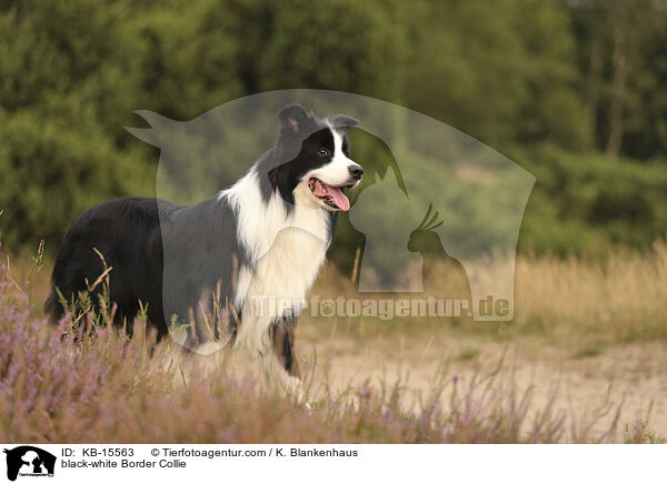 schwarz-weier Border Collie / black-white Border Collie / KB-15563