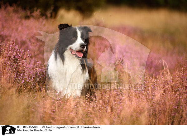 schwarz-weier Border Collie / black-white Border Collie / KB-15568