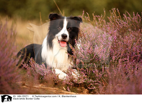 schwarz-weier Border Collie / black-white Border Collie / KB-15571