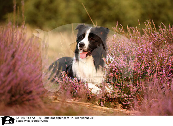 schwarz-weier Border Collie / black-white Border Collie / KB-15572