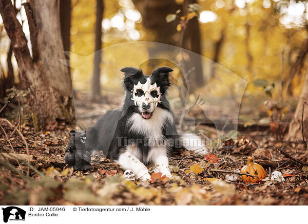 Border Collie / Border Collie / JAM-05946