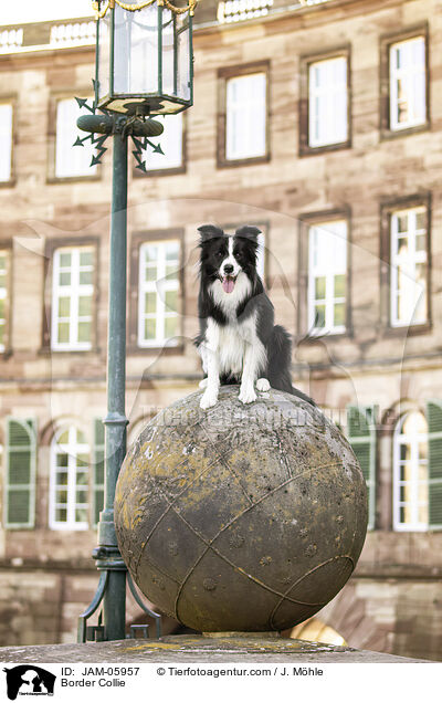 Border Collie / Border Collie / JAM-05957