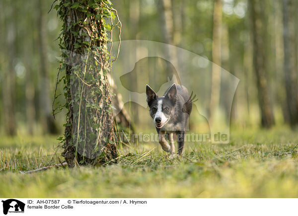 Border Collie Hndin / female Border Collie / AH-07587