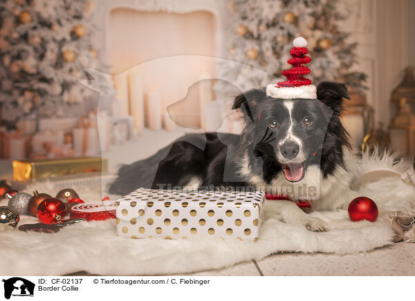 Border Collie / Border Collie / CF-02137