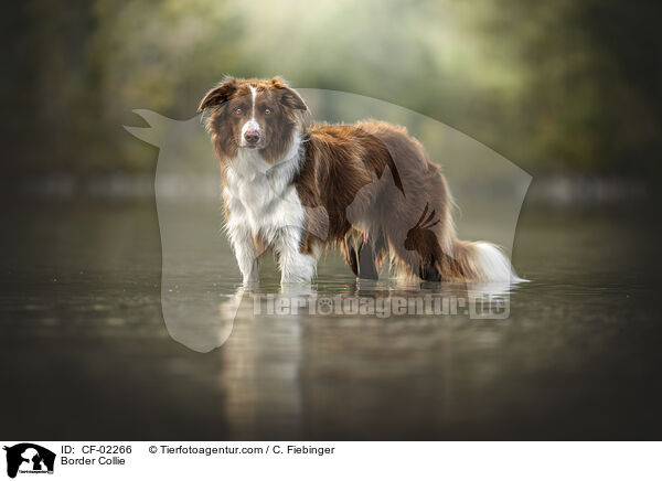 Border Collie / Border Collie / CF-02266