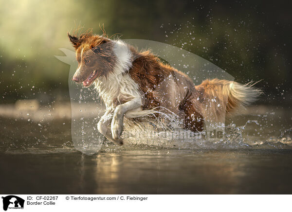 Border Collie / Border Collie / CF-02267