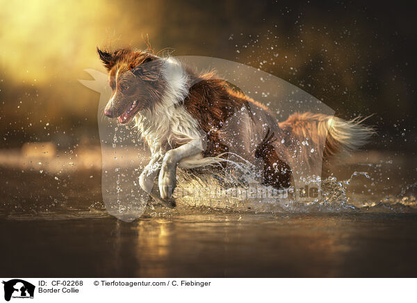 Border Collie / Border Collie / CF-02268