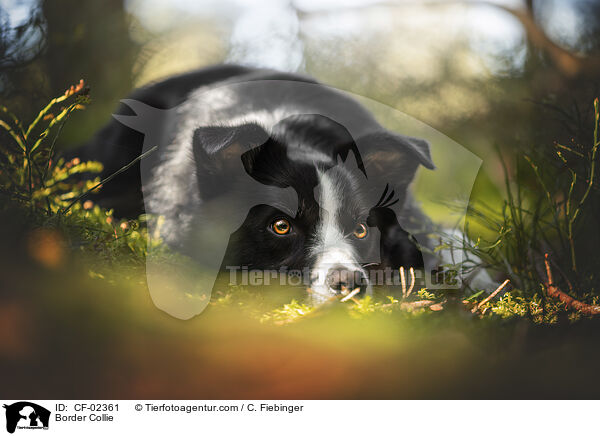 Border Collie / Border Collie / CF-02361