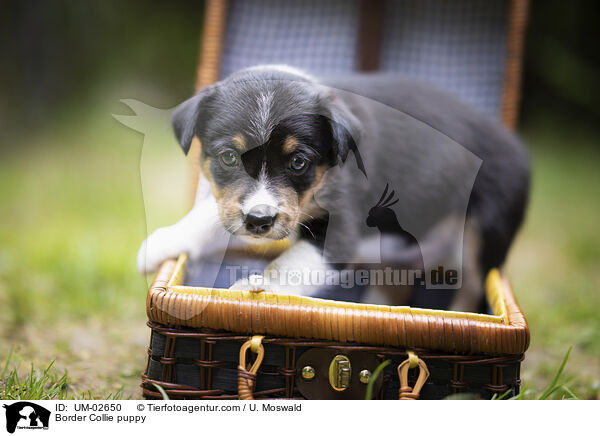 Border Collie Welpe / Border Collie puppy / UM-02650