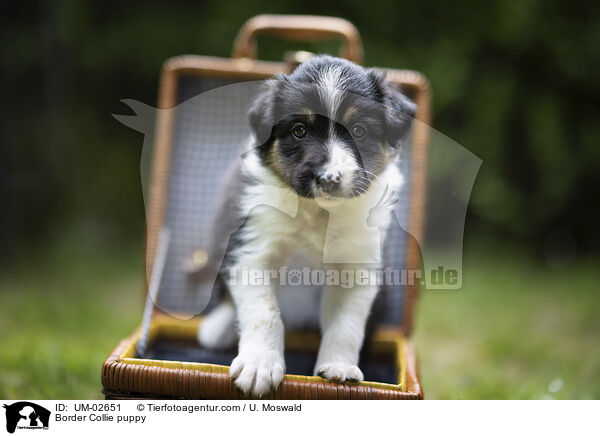 Border Collie Welpe / Border Collie puppy / UM-02651