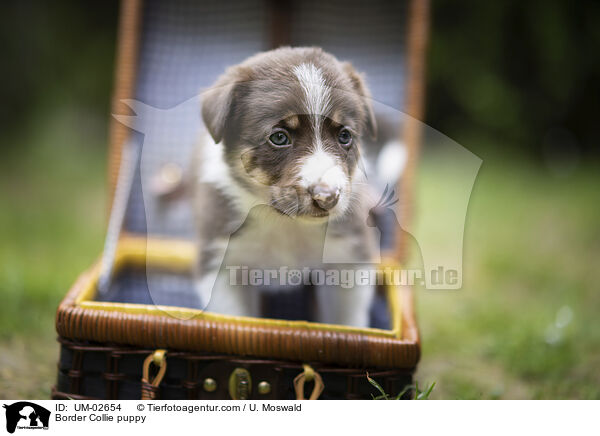 Border Collie Welpe / Border Collie puppy / UM-02654