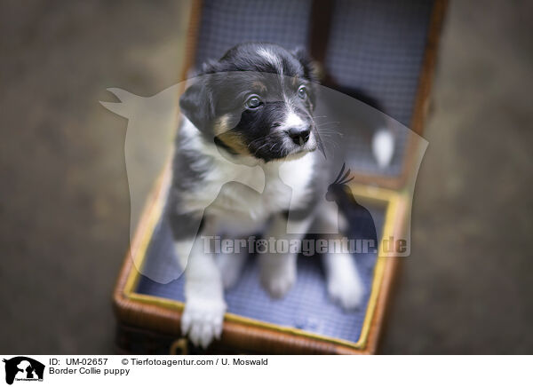 Border Collie Welpe / Border Collie puppy / UM-02657