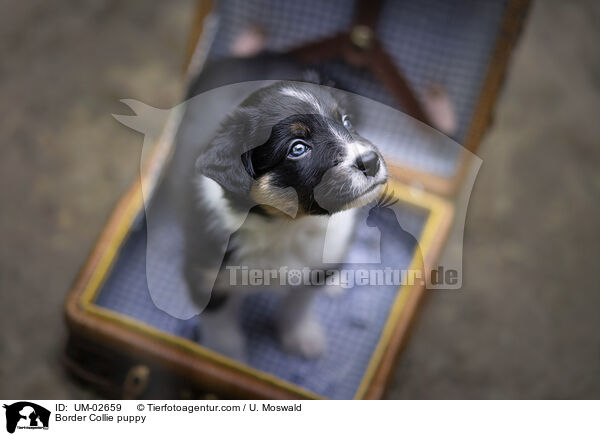 Border Collie Welpe / Border Collie puppy / UM-02659