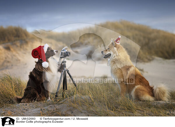 Border Collie photographs Eurasier / UM-02660