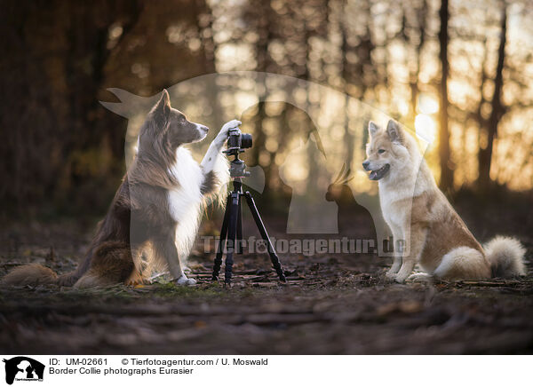 Border Collie fotografiert Eurasier / Border Collie photographs Eurasier / UM-02661