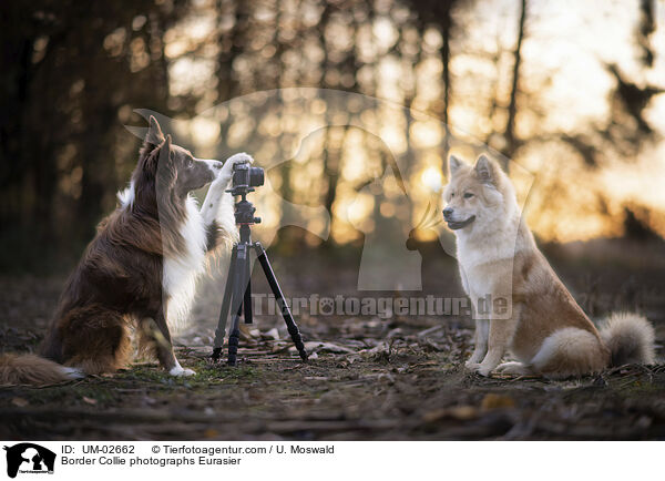 Border Collie fotografiert Eurasier / Border Collie photographs Eurasier / UM-02662