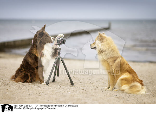 Border Collie fotografiert Eurasier / Border Collie photographs Eurasier / UM-02663