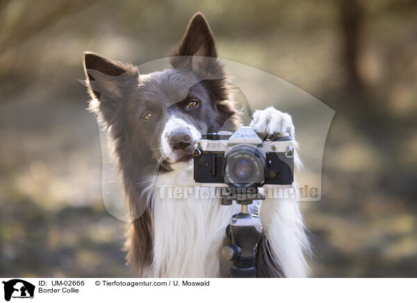 Border Collie / Border Collie / UM-02666