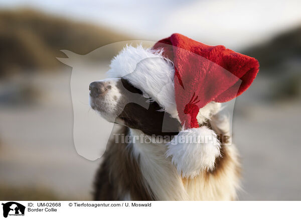 Border Collie / Border Collie / UM-02668