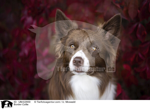 Border Collie / Border Collie / UM-02669