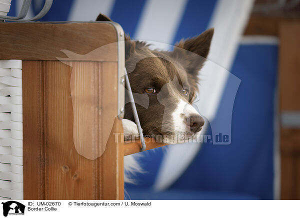 Border Collie / Border Collie / UM-02670