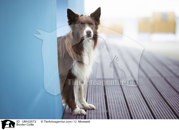 Border Collie / Border Collie / UM-02672