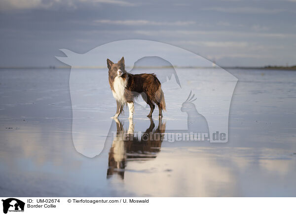 Border Collie / Border Collie / UM-02674