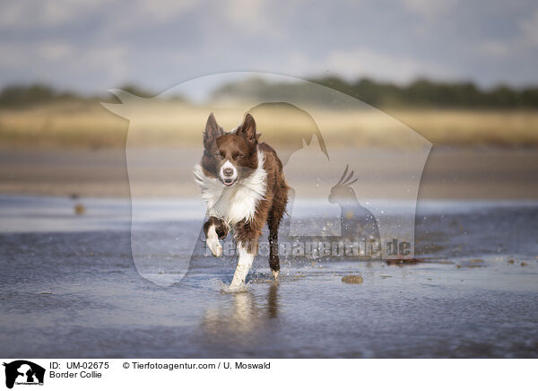 Border Collie / Border Collie / UM-02675