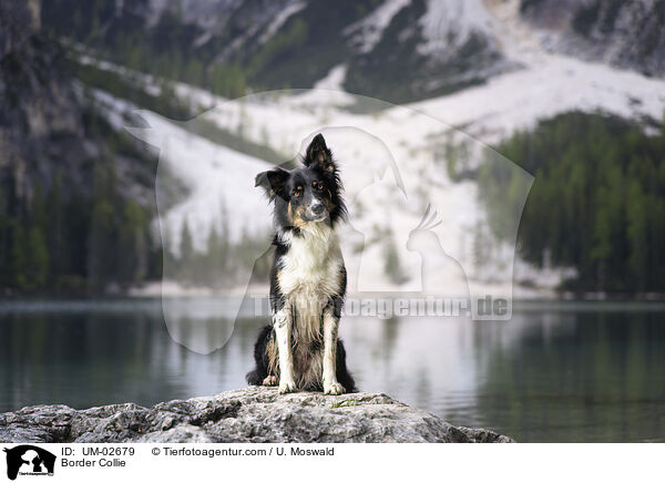 Border Collie / Border Collie / UM-02679