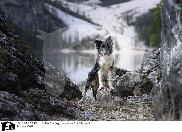 Border Collie / Border Collie / UM-02682