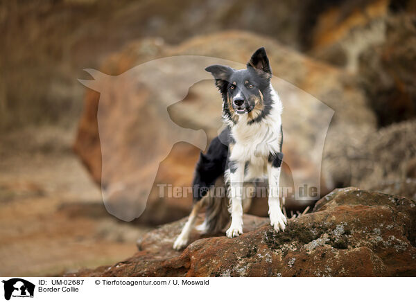 Border Collie / Border Collie / UM-02687