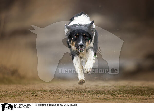 Border Collie / Border Collie / UM-02688