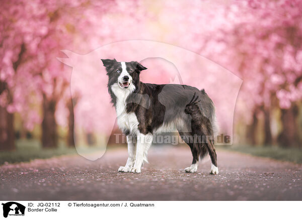 Border Collie / Border Collie / JQ-02112