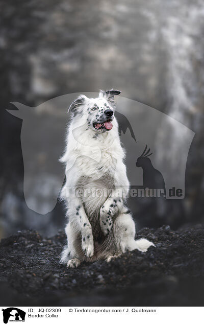 Border Collie / Border Collie / JQ-02309