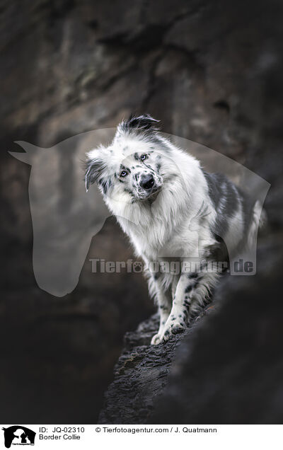 Border Collie / Border Collie / JQ-02310