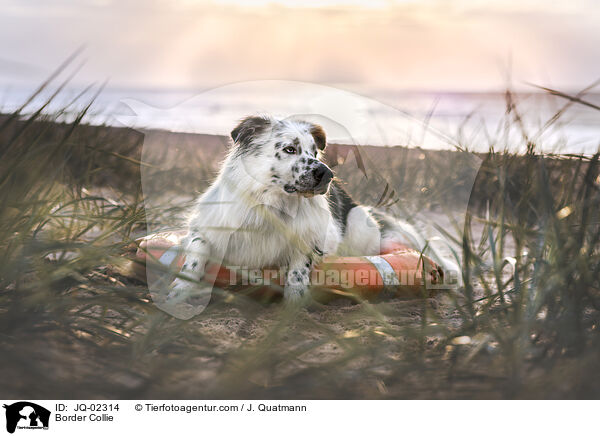 Border Collie / Border Collie / JQ-02314