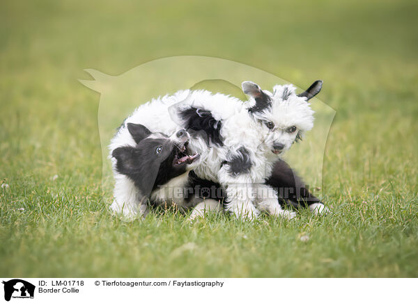 Border Collie / Border Collie / LM-01718