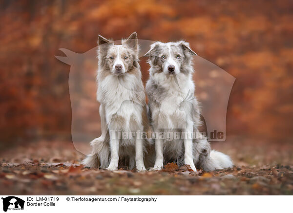 Border Collie / Border Collie / LM-01719