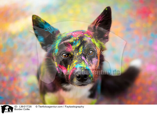 Border Collie / Border Collie / LM-01728