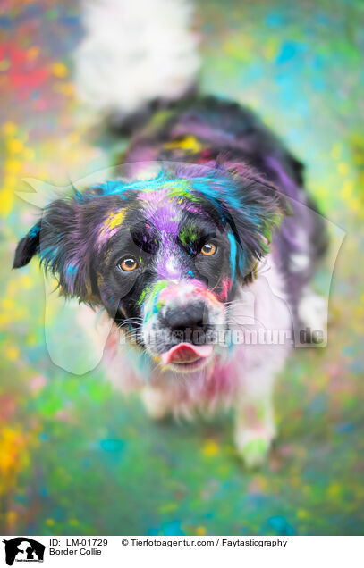 Border Collie / Border Collie / LM-01729