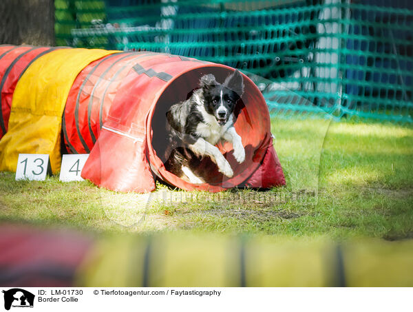 Border Collie / Border Collie / LM-01730